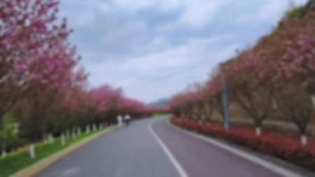 [文]剧情《樱花盛开》电影解说文案