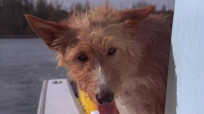 剧情《吉雅丝和罗克珊》电影解说文案-[原创首发]-吾爱文案网