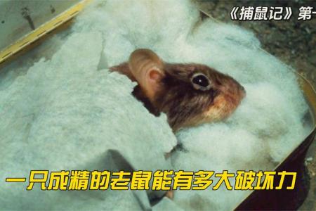 [文]喜剧电影《捕鼠记》解说文案
