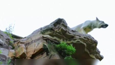 [文]剧情《六月的雪之战犬》电影解说文案