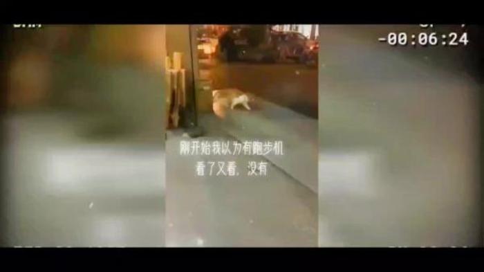 《迈克猫》成精的猫，为养活一群鸭子却开始打电话赚钱，一部令人温馨的短片电影解说文案-[原创首发]-吾爱文案网