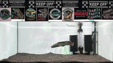 【某鱼代发货，每单1分钱，轻松赚好几个W】，无货源全干...-课程-网盘资源分享