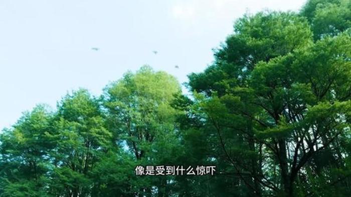 2023年最新丛林猎杀电影《萨扬》亲人被害，女孩硬核猎杀凶手！_《萨扬》-[原创首发]-吾爱文案网