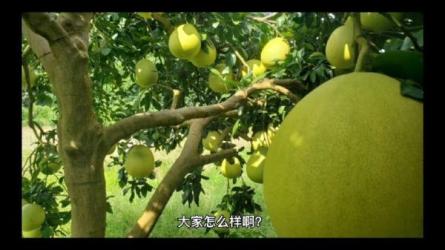 【爆炸性分享】网红知识主播系列之-----大蓝-课程-网盘资源分享