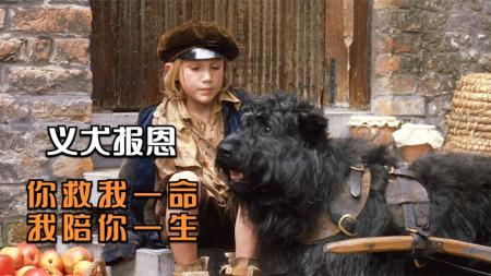 [文]剧情电影《义犬报恩》解说文案 影评