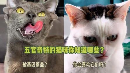 八节课帮你攻克社交障碍课程铲屎君必备.猫咪训练视频...-课程-网盘资源分享