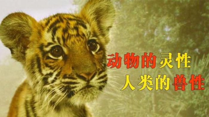 《虎兄虎弟》男孩收养一只幼虎当宠物，每天一起玩闹，晚上一起睡觉电影解说文案-[原创首发]-吾爱文案网