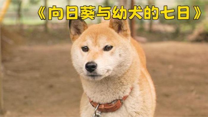 剧情《向日葵与幼犬的7天》电影解说文案解说素材-[原创首发]-吾爱文案网