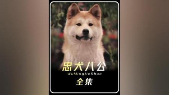 [原创][独家原创]剧情《忠犬八公的故事》电影解说文案-[原创首发]-吾爱文案网