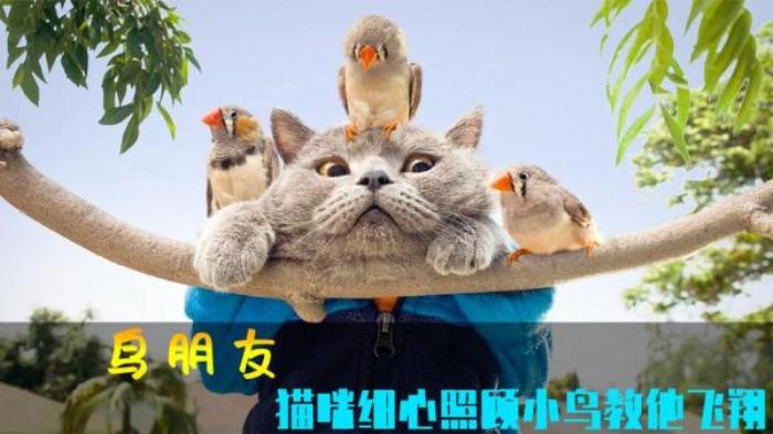 小鸟受伤后无法飞翔，温柔猫咪细心照顾教飞翔，治愈的《鸟朋友》电影解说文案-[原创首发]-吾爱文案网