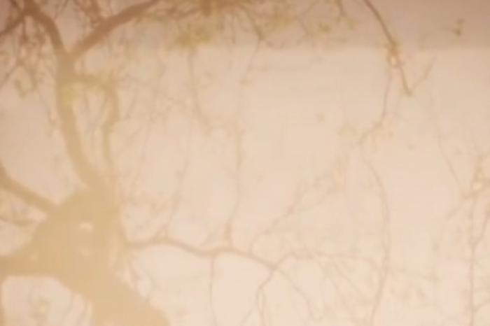 [原创][吾爱原创]恐怖《林中怪影》电影解说文案-[原创首发]-吾爱文案网