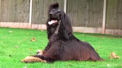 世上最昂贵的犬种，4千万美元的狗你见过吗？行走的“金元宝”！