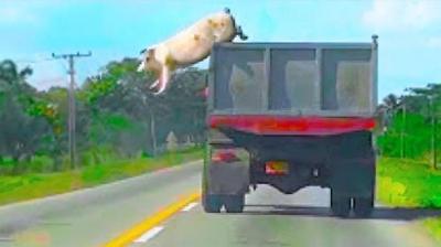 从车上越狱的猪？如果这10个瞬间没有拍摄，没有人会相信