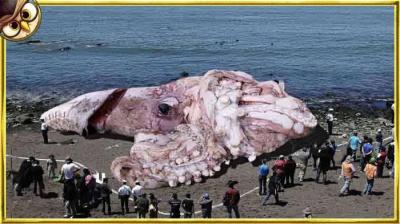 他们在这个海滩上的发现震惊了世界，神秘海怪尸体被冲上岸？