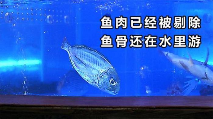 《功夫厨神》大厨刀工登峰造极，鱼肉已经端上桌，鱼身还在水里游电影解说文案-[原创首发]-吾爱文案网