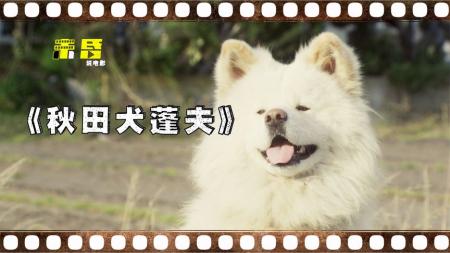 [文]剧情《秋田犬蓬夫》电影解说文案