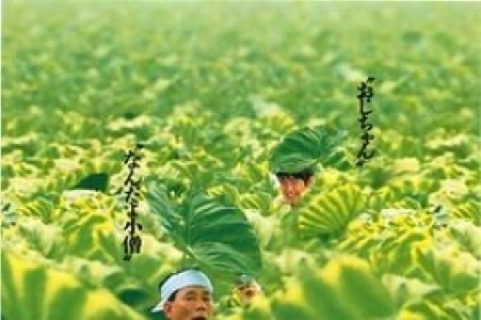 [原创][吾爱原创]喜剧电影《菊次郎的夏天》解说文案-[原创首发]-吾爱文案网