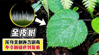 比10级疼痛还要痛有人因它而自杀被金皮树扎到究竟有多疼呢