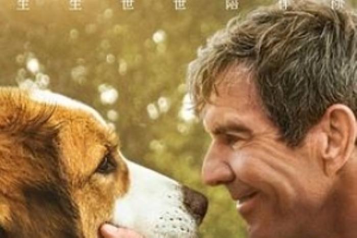 [原创][吾爱原创]家庭剧情《一条狗的使命2》电影解说文案-[原创首发]-吾爱文案网