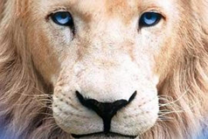 [原创][吾爱原创]剧情电影《白狮奇缘》解说文案-[原创首发]-吾爱文案网