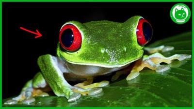 9种世界上最危险的动物，你知道世界上最毒的青蛙有多可怕吗？