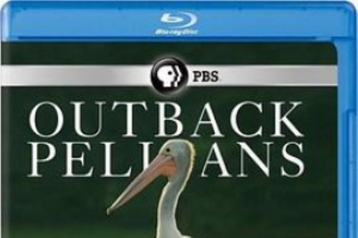 [原创][吾爱原创]家庭《鹈鹕的故事》电影解说文案（鹈鹕的故事电影）-[原创首发]-吾爱文案网