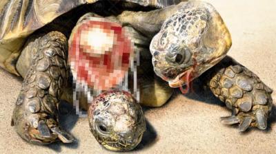 10件动物们做的蠢事，小动物们有什么坏心思呢