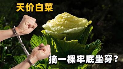 喜马拉雅山脉上的“大白菜”，一生只开一次花！摘一棵罚4000？
