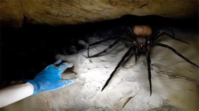 世界上最危险、可怕的蜘蛛，见到了得绕着走，排名第一的究竟是谁