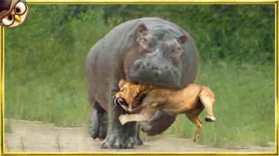 12只动物惹错了对手，狗被驴踢，倒霉的狮子出师不利！