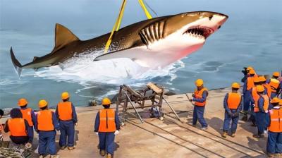 他们捕获了世界上最大的鲨鱼，重达7吨的鲨鱼被5台起重机打捞？