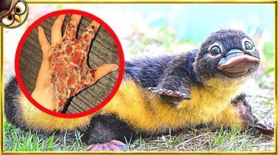 7只你不应该碰的动物，外表可爱却极度危险，宠物爱好者千万小心