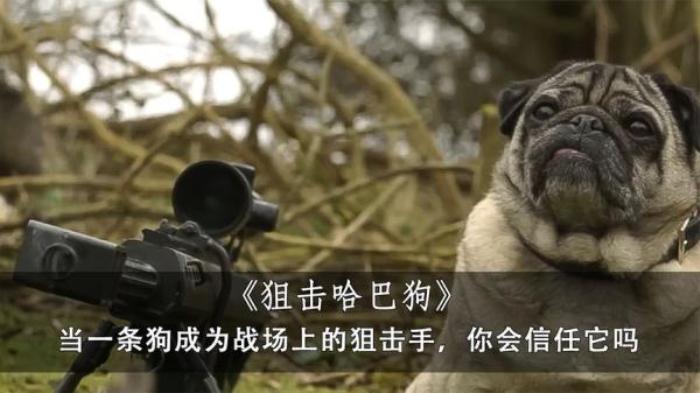 当一条狗成为战场上的狙击手，你会信任它吗，《狙击哈巴狗》电影解说文案-[原创首发]-吾爱文案网