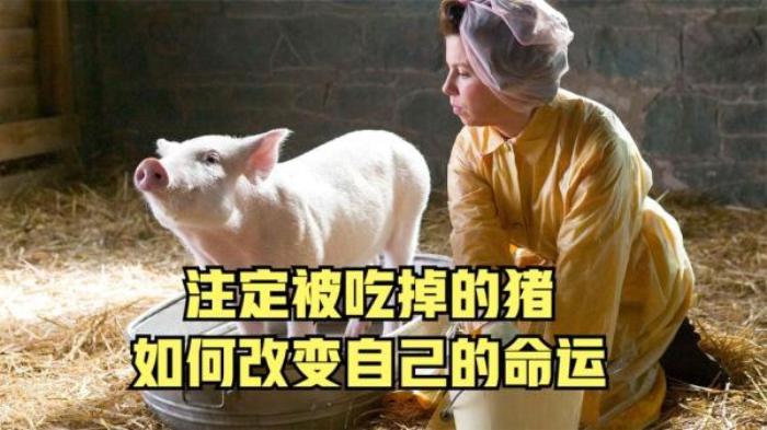这个小猪沾了一点狠！出场就练铁头功。治愈励志！《夏洛特的网》电影解说文案-[原创首发]-吾爱文案网