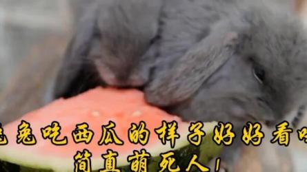 收费1980的抖音萌宠值播项目【详细教程】-课程-网盘资源分享