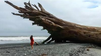 一名女子发现大量树被冲向岸上，然后她看到树干上刻着警告信息