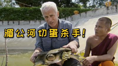 河中巨怪：湄公河传家宝杀手，不看到最后你肯定猜不到是什么鱼！-原创解说文案