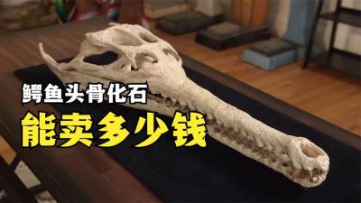 几千万年前的鳄鱼完整头骨化石，能在当铺卖多少钱，老板宝刀未老-吾爱原创解说文案