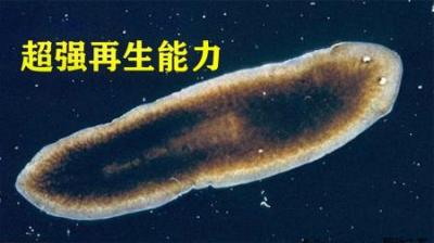 拥有超强再生能力的神奇动物，被切开可复原，人类能实现吗？-原创解说文案