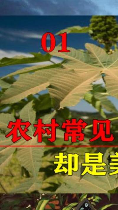 暗藏剧毒却被广泛种植，多国列为战略物资，蓖麻究竟有何用途？科普-原创解说文案