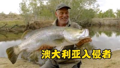 黑暗水域：澳大利亚蟾蜍入侵，毒死了大量河中巨怪！-原创解说文案