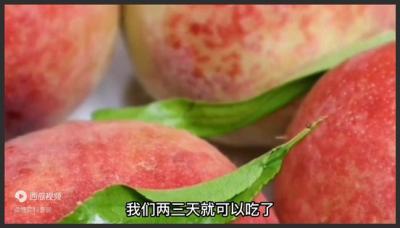 吃不完的桃子再也不用放冰箱，老果农教的土方法，放15天照样新鲜-吾爱原创解说文案