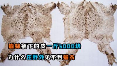 1斤卖5000块，癞蛤蟆脱下的皮如此贵，为啥野外一个蟾衣见不着？-原创解说文案