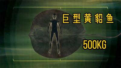 河中巨怪：体型最大的淡水黄貂鱼，相当于8倍成年人的体重！-吾爱原创解说文案