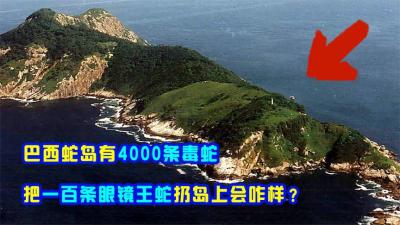 巴西蛇岛有4000条毒蛇，把一百条眼镜王蛇丢岛上，能吃完毒蛇吗？-原创解说文案