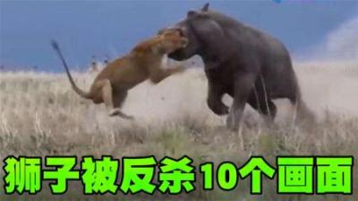 狮子被弱势动物反杀的10个瞬间，第一名的河马直接把狮子爆头！-原创解说文案