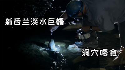 河中巨怪：和水蟒一样大的鳗鱼，能把小狗甚至人类拖下水中！-原创解说文案