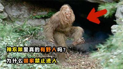 “神农架”里有野人？为什么不能往深处走，神农架到底多可怕？-原创解说文案