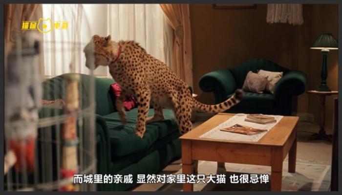 《杜玛》《杜玛》年仅12岁的男孩，独自带猎豹穿越整个非洲，送回大自然！《杜玛》《杜玛》-吾爱原创解说文案-[原创首发]-吾爱文案网