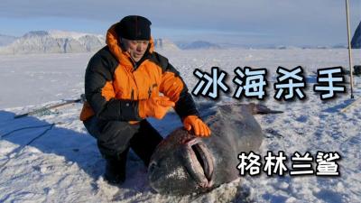 河中巨怪：目前最接近尼斯湖水怪真身的冰海杀手，格陵兰鲨！-原创解说文案
